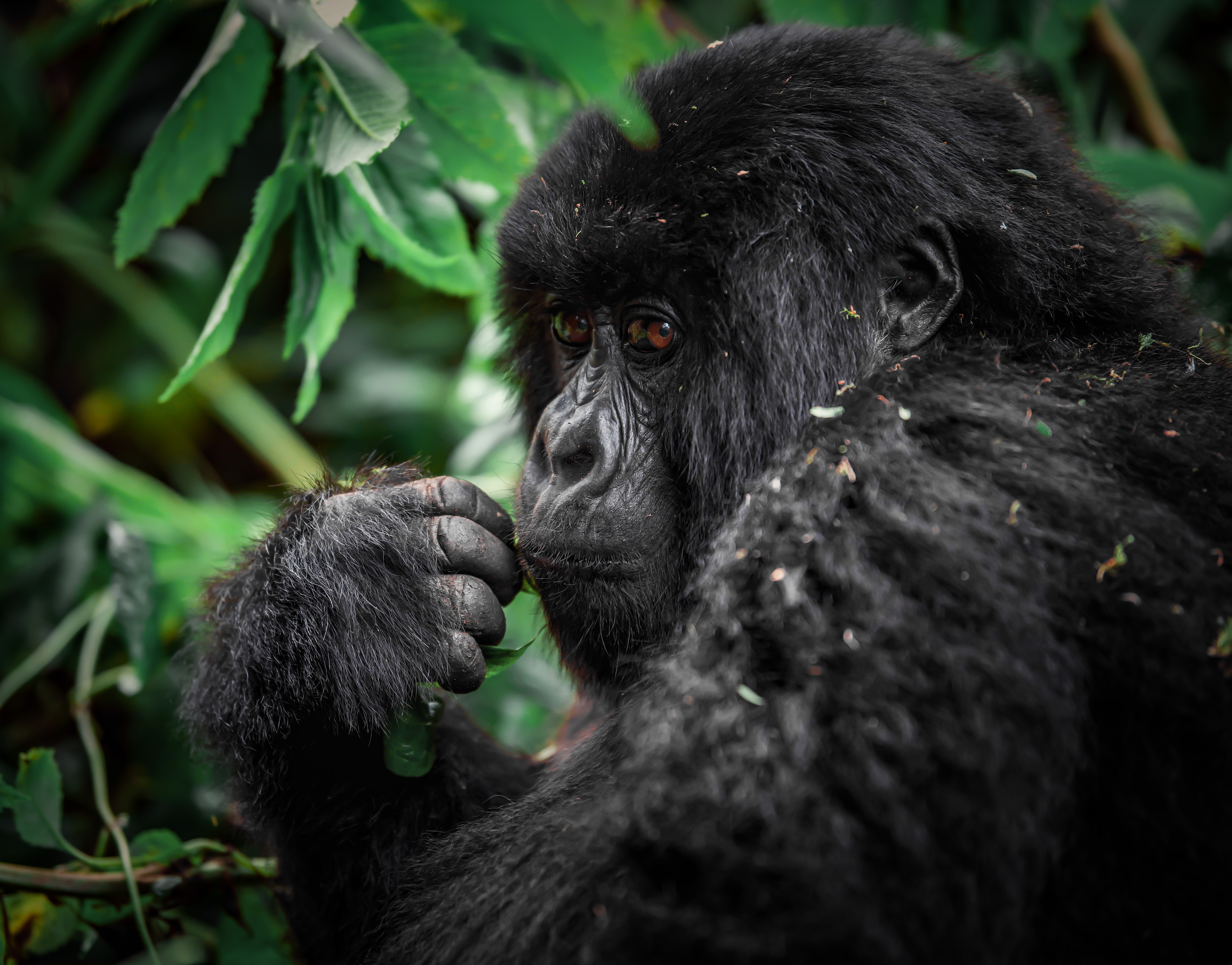 Mountain Gorillas in Mgahinga National Park